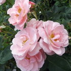 Delicate Pink Roses in Full Bloom Among Green Foliage