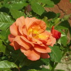 Vibrant orange rose with delicate petals and water droplets on green leaves.