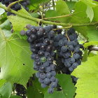 Ripe blue grapes on lush grapevines under sunlight