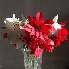 Red Poinsettias, Holly Berries, and Pine Cones in Glass Vase Bouquet