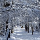 Serene snow-covered path with sunlight filtering through trees