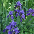 Colorful Cluster of Blue and Purple Irises with Yellow Accents amid Green Foliage