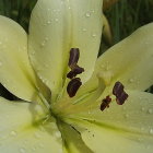 White Lily with Yellow Spots and Orange Brown Stamens on Dark Green Leaves