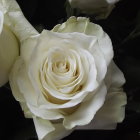 Luminous white rose with golden center on mystical background