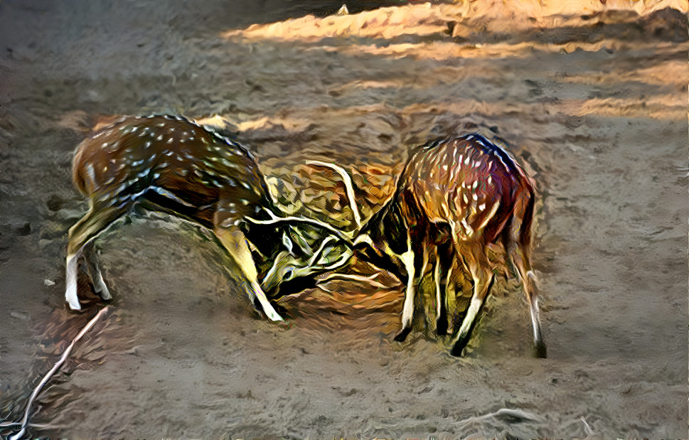 Deer are fighting for territory