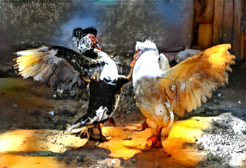 Battle of the Roosters