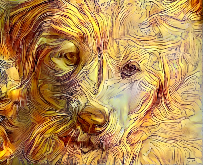 golden dog