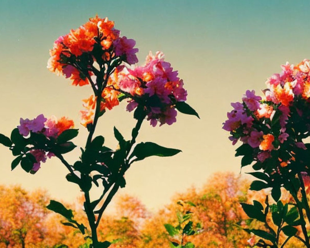 Pink Bougainvillea Flowers in Autumnal Setting with Gradient Sky
