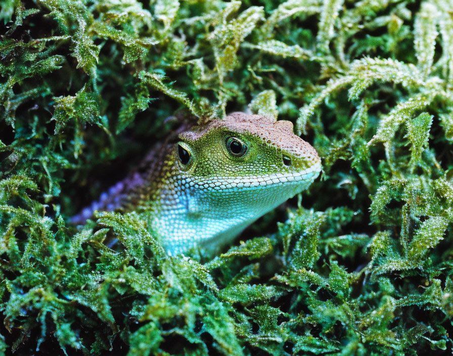 Vivid green lizard in lush moss with attentive eyes