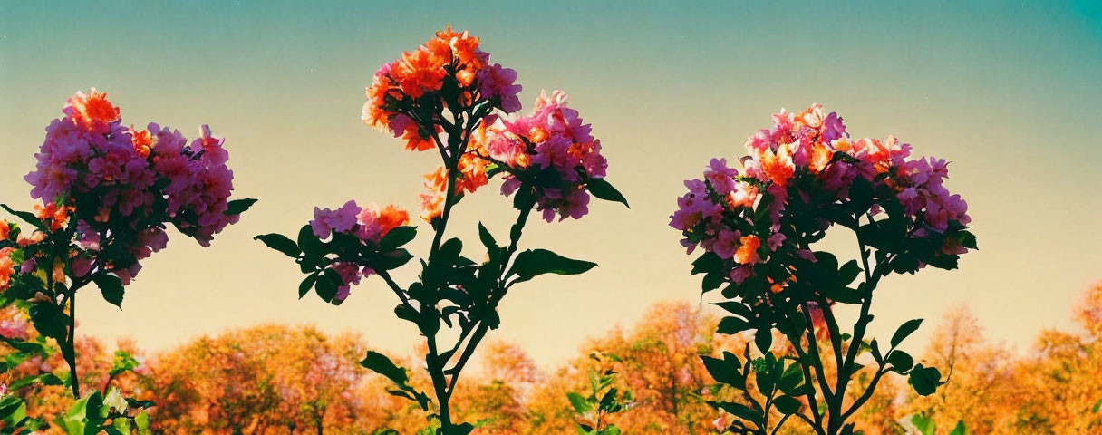 Pink Bougainvillea Flowers in Autumnal Setting with Gradient Sky