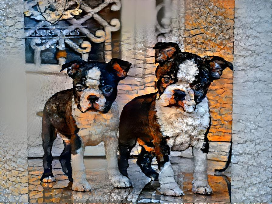 The Dogs Boston Terrier