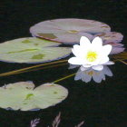 Stylized water lilies and pads on dark water with reflections.