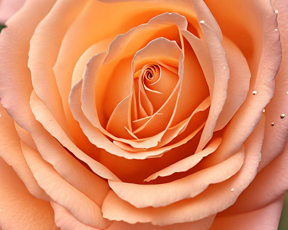 Delicate peach-colored rose with water droplets on soft petals