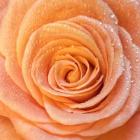 Delicate peach-colored rose with water droplets on soft petals