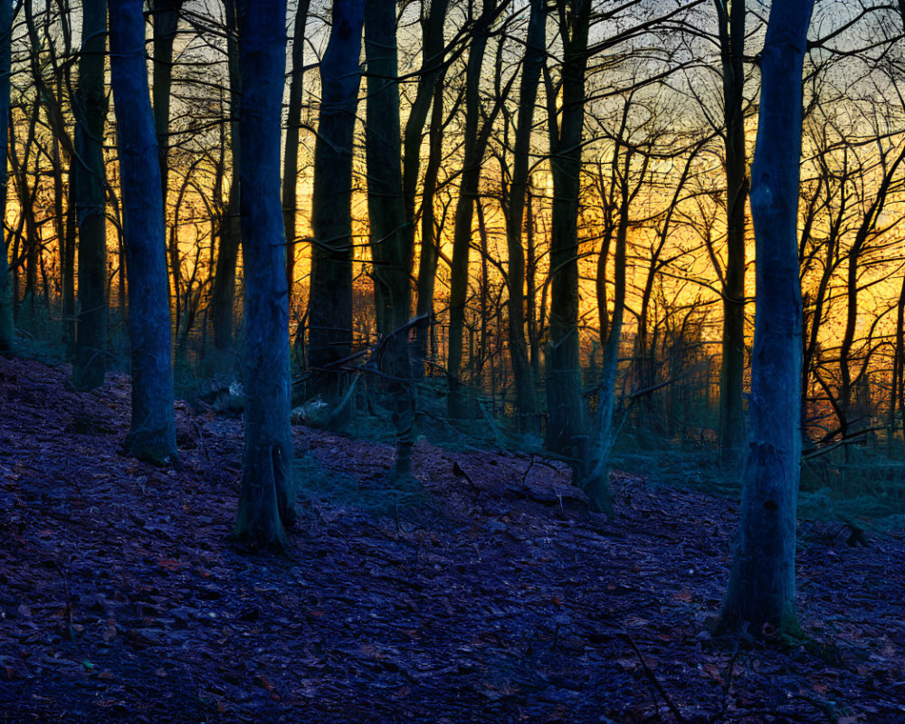 Twilight forest scene with sunlight filtering through bare trees