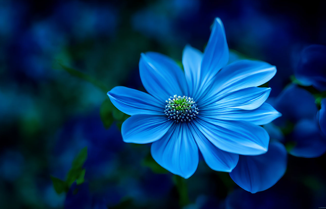 Vibrant Blue Flower with Delicate Petals on Dark Blue Bokeh Background