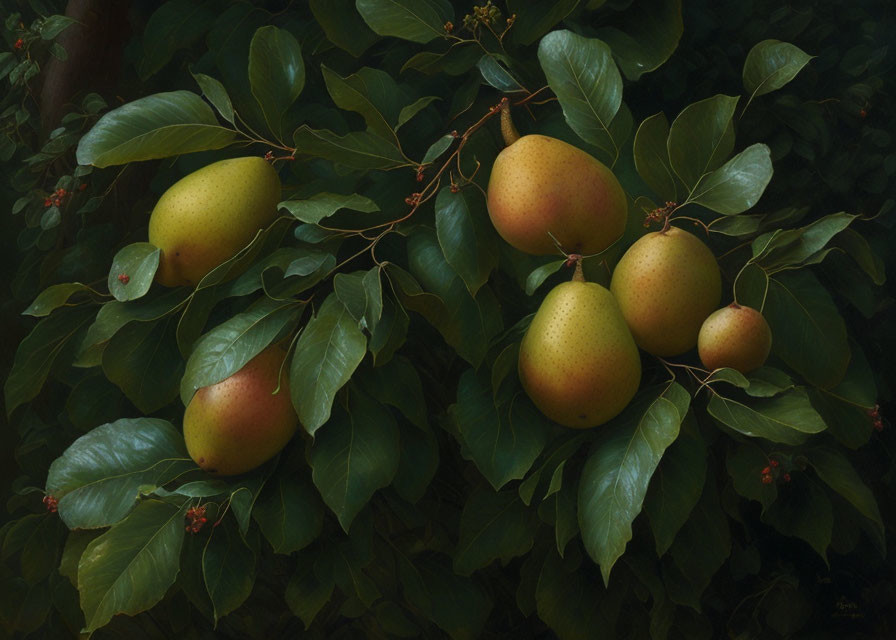 Alfreda Fruit Tree 1891 Pear