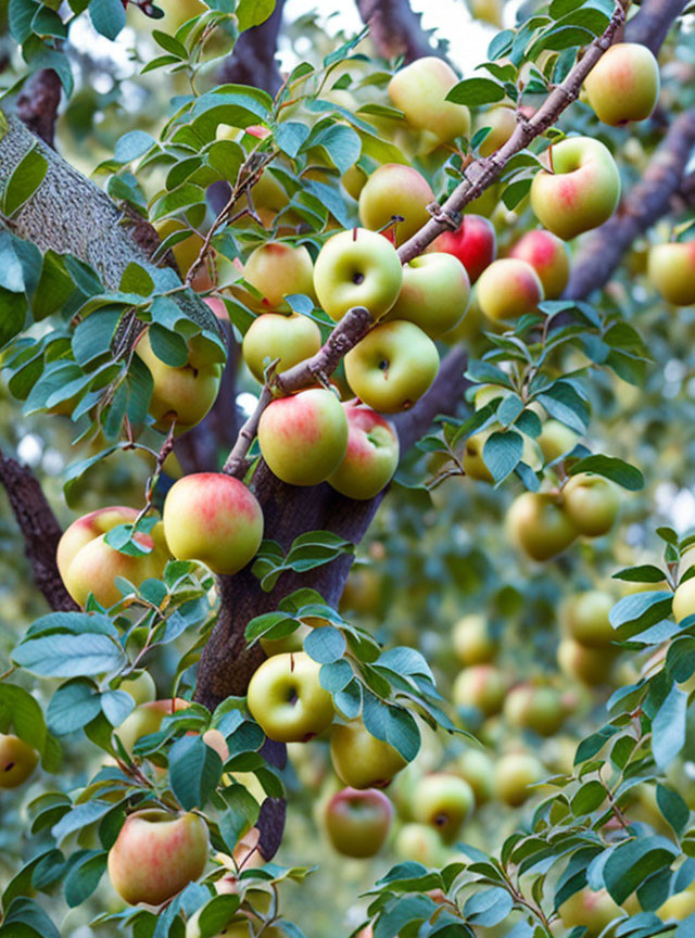 A tree branch full of apples