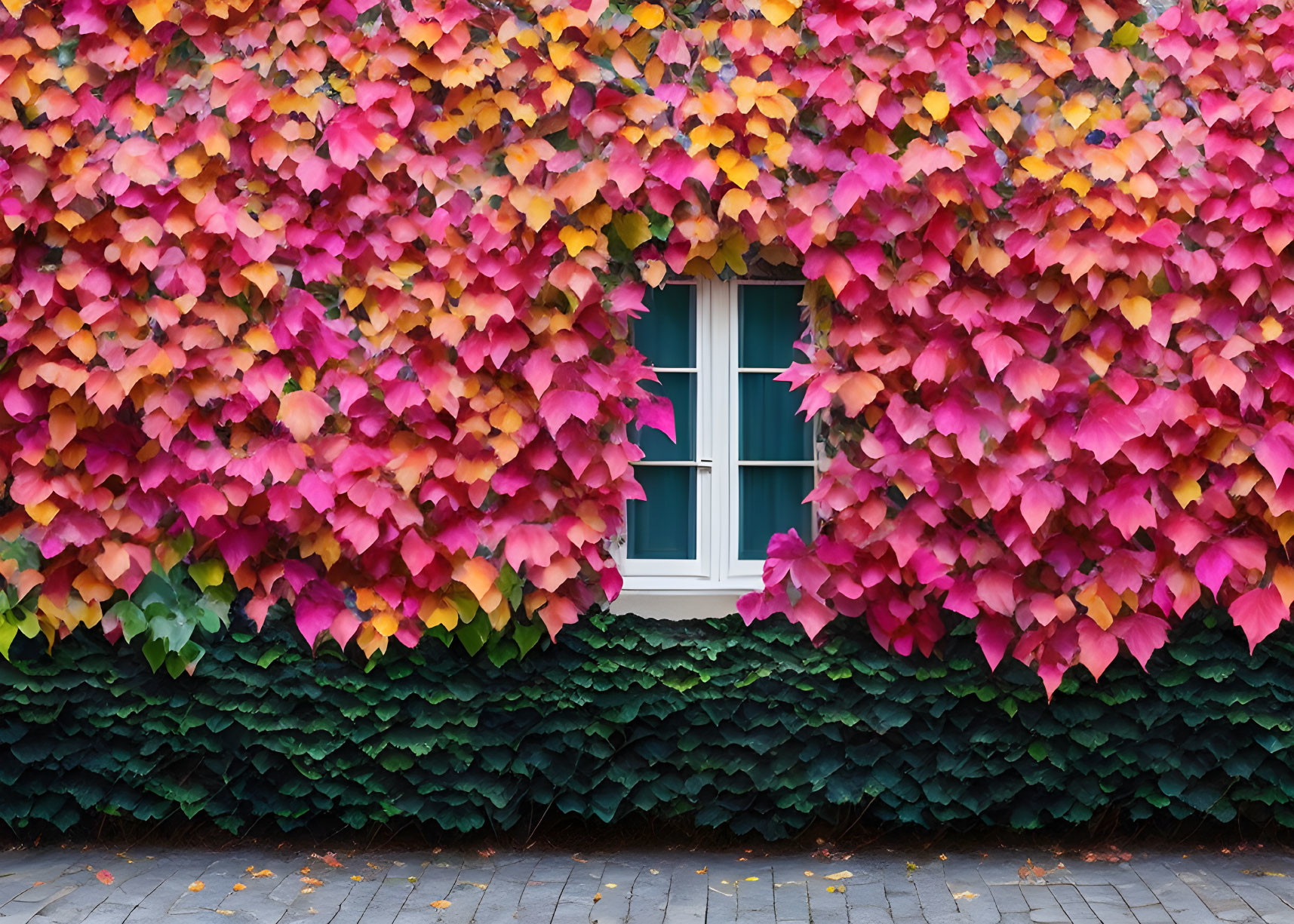 Very large colorful leaves climbing the wall