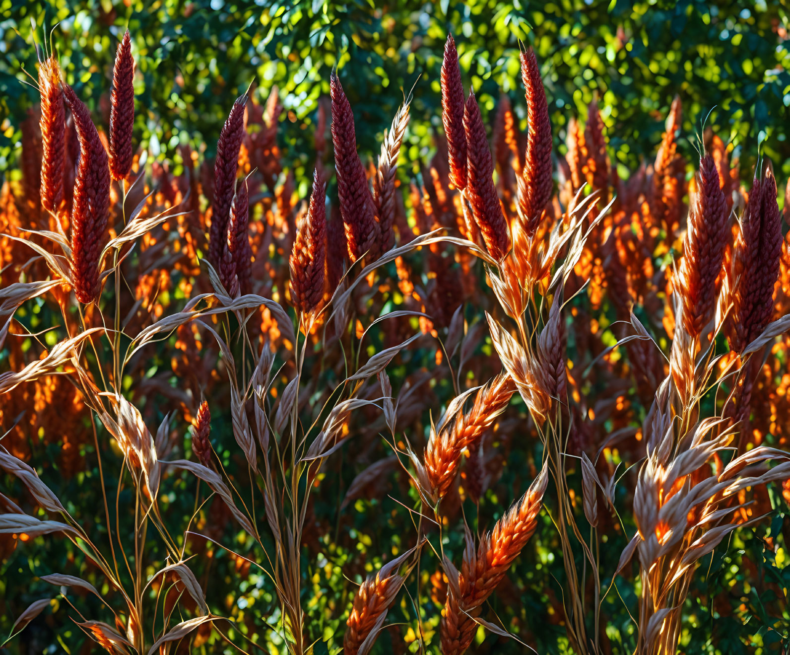 Long red wheat cones with orange leaves