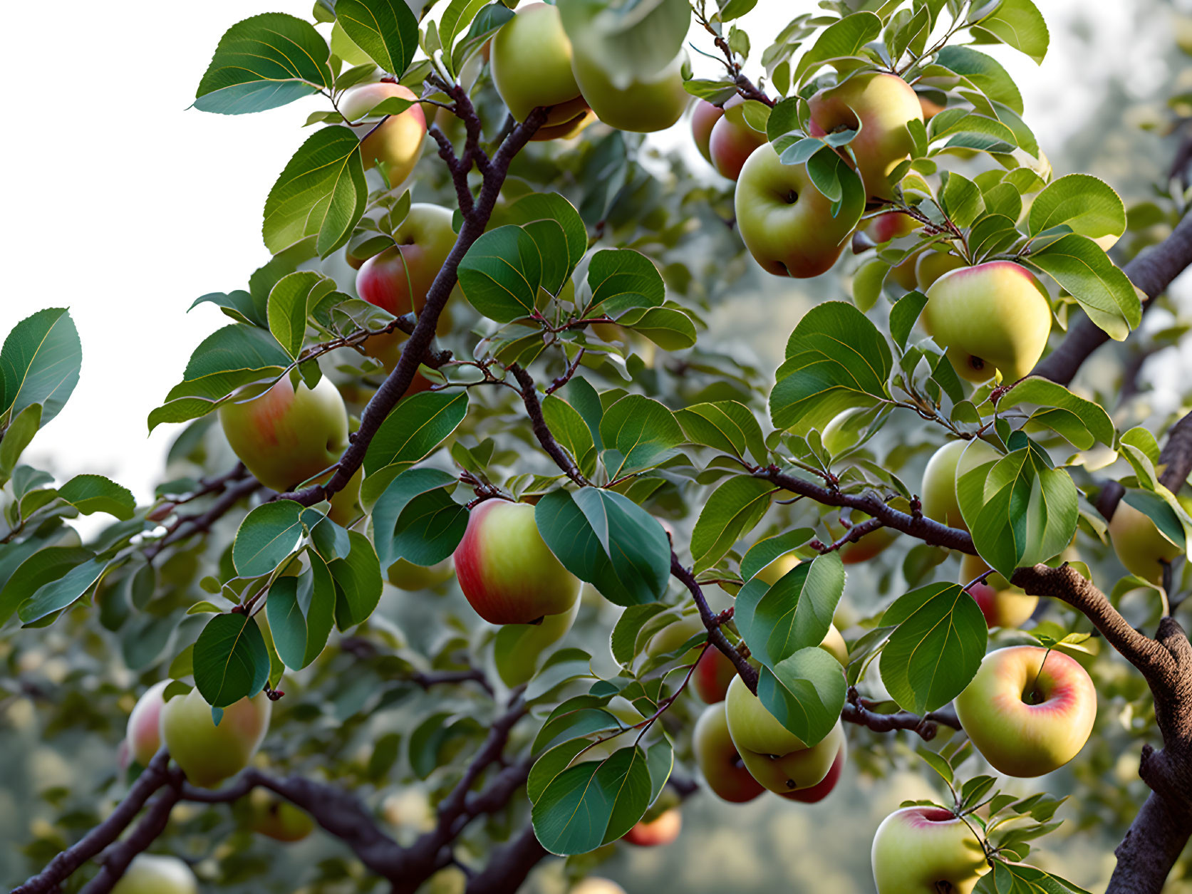 Branches full of apples realistic home photography