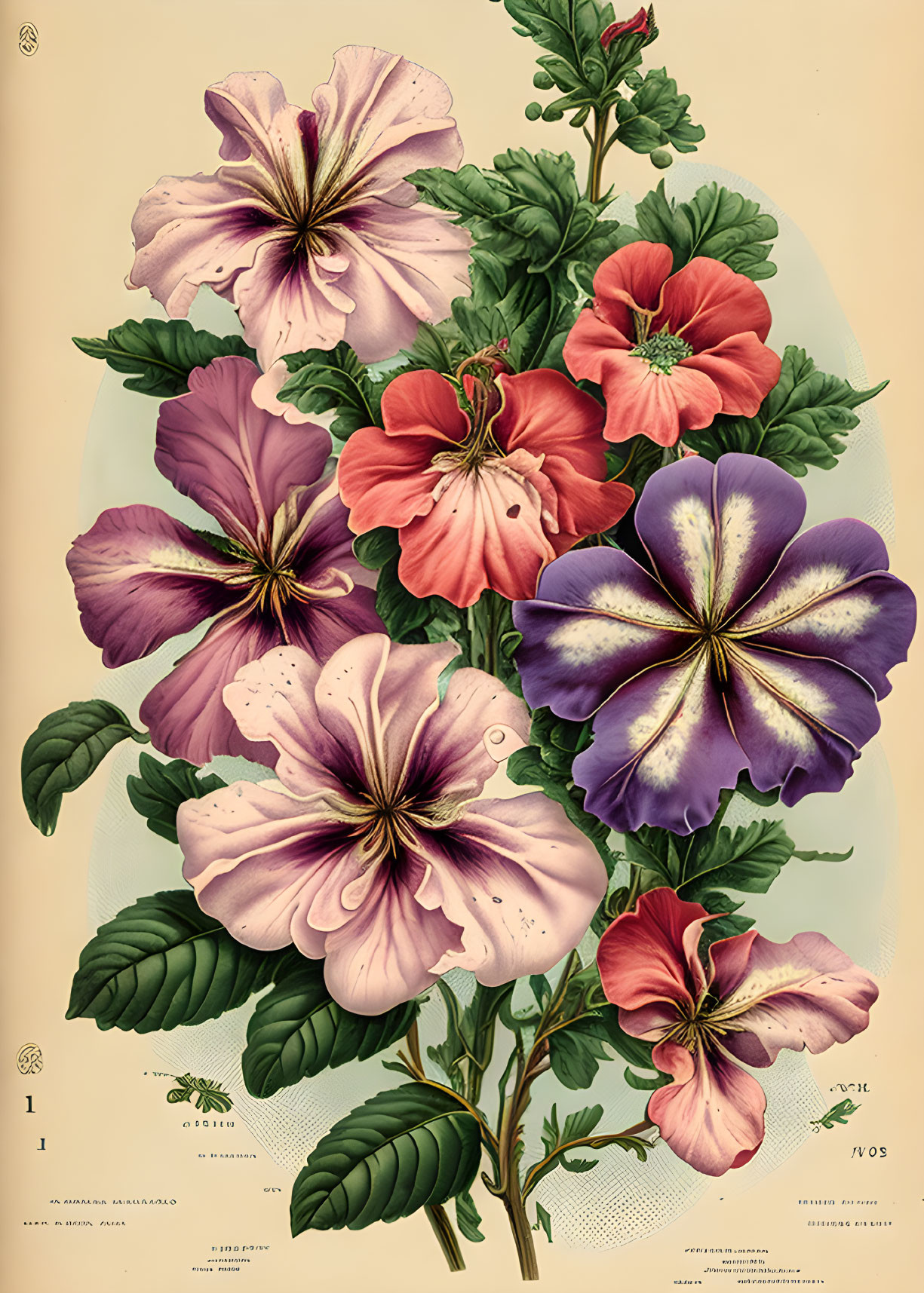 Petunia Vicks Illustrated Monthly 1879