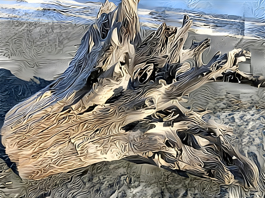 Driftwood Roots at Dry Lagoon - Organic III