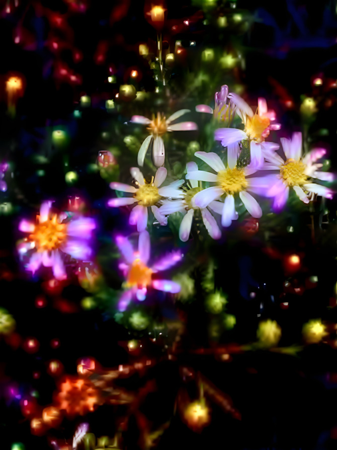 Flying Star-Flowers 