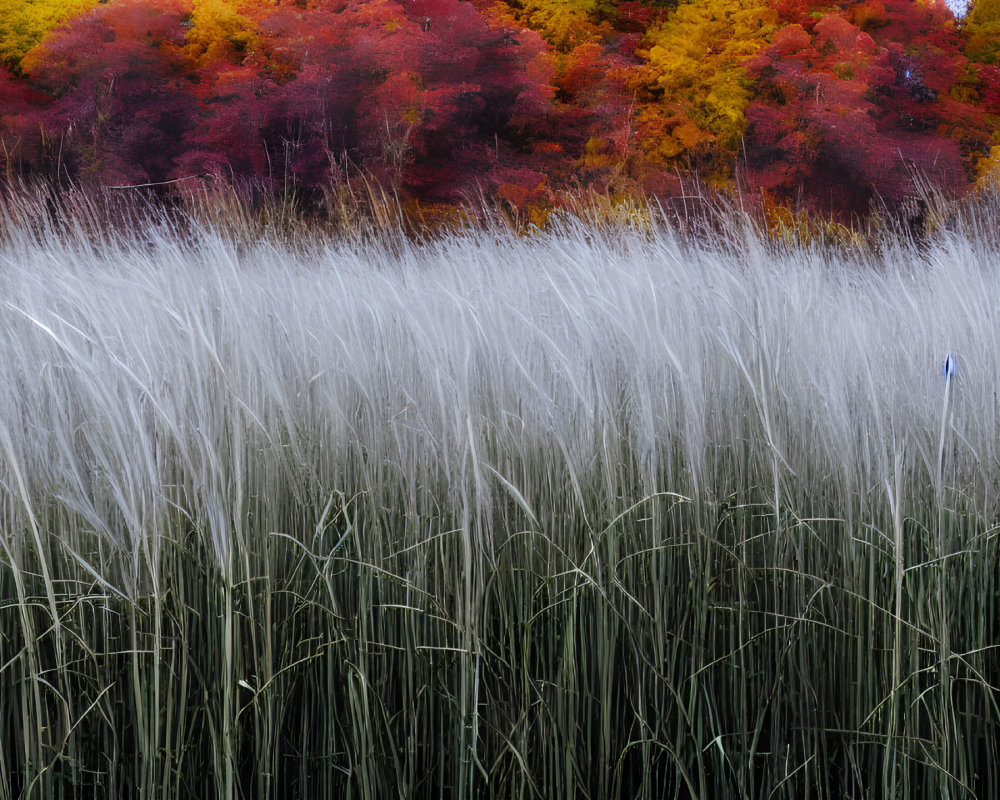 Colorful Autumn Trees Behind White Tall Grasses