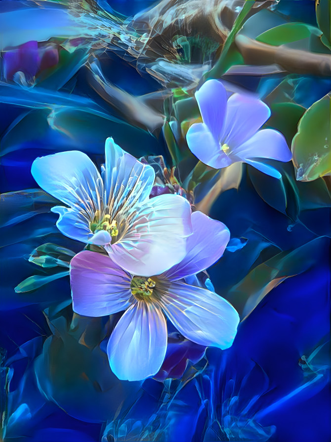 My beautiful blue flowers.