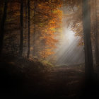 Solitary figure in misty forest with sunlight and autumn leaves