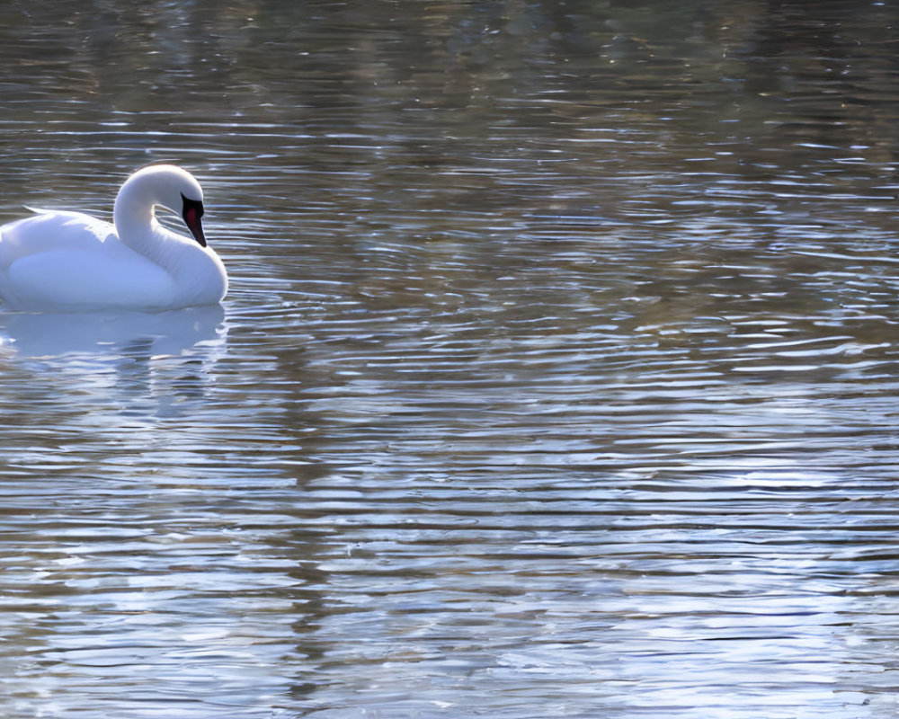 Graceful Swan Gliding on Calm Water with Shimmering Reflection