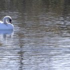 Graceful Swan Gliding on Calm Water with Shimmering Reflection