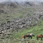 Horses grazing on rocky terrain under cloudy sky