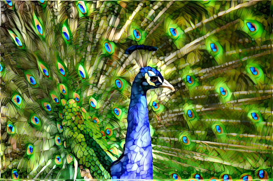 Peacock, Fragmented