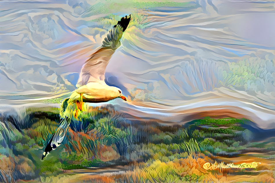 Gull Over land