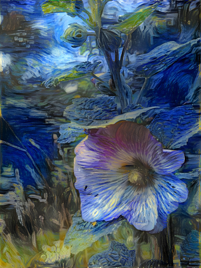 Stockrose (Alcea rosea)
