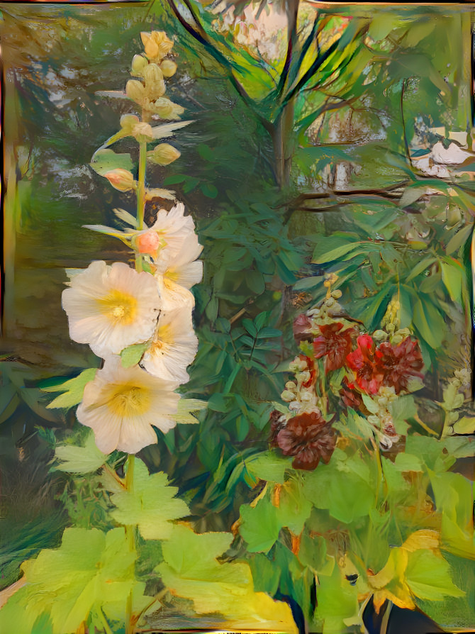Stockrosen (Alcea rosea)