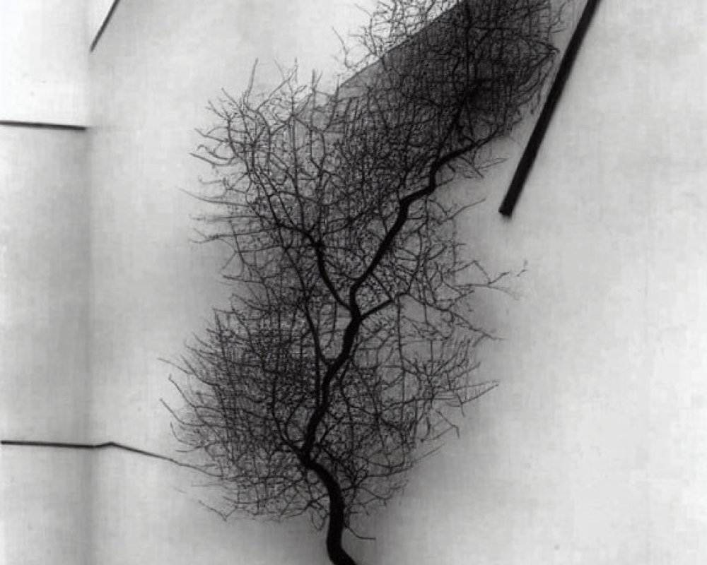 Monochrome leafless tree sculpture casting detailed shadow