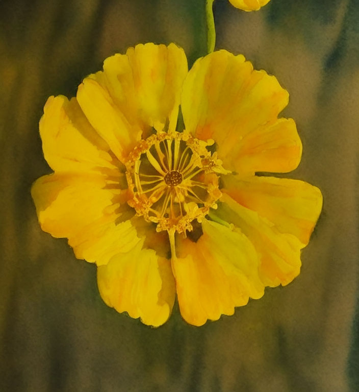 Bright Yellow Flower with Central Stamen and Delicate Petals on Green Background