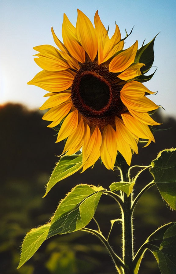 Bright yellow sunflower with dark center in soft-focus greenery and evening sunlight