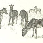 Illustrated Zebras with Varying Stripe Patterns on Light Background