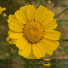 Bright Yellow Flower with Central Stamen and Delicate Petals on Green Background