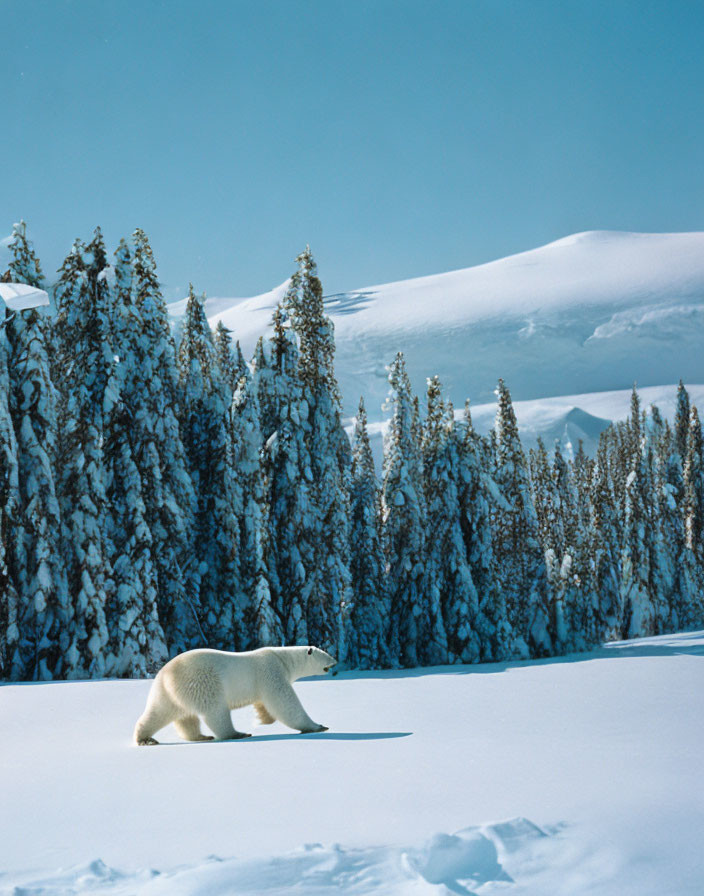 Solitary polar bear in snowy landscape with pine trees