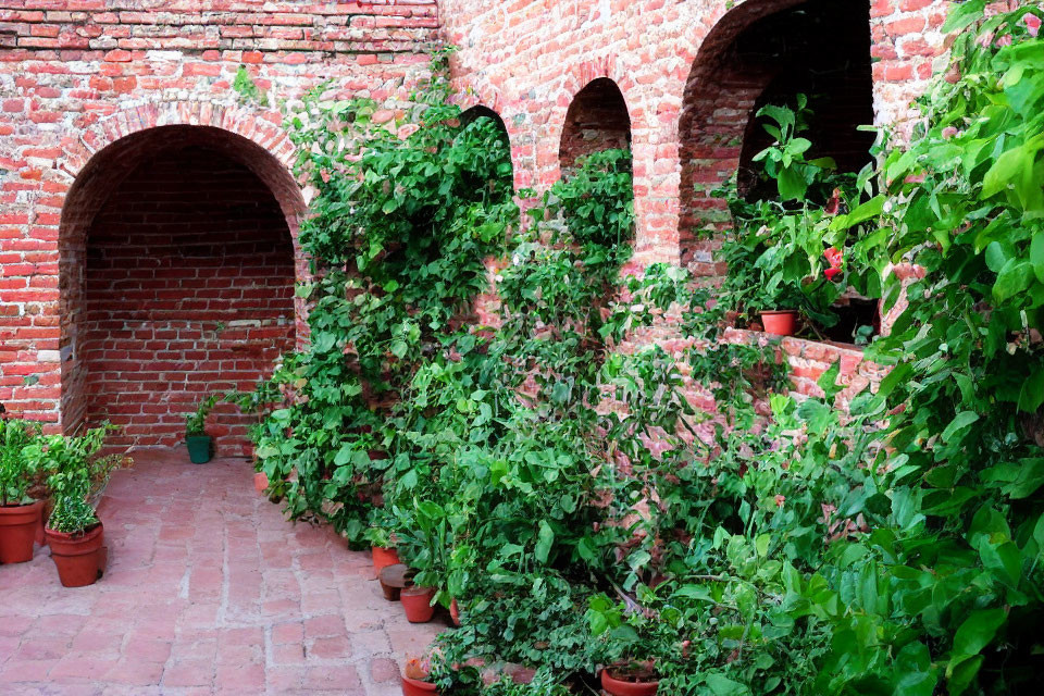 Tranquil brick courtyard with green vines and potted plants