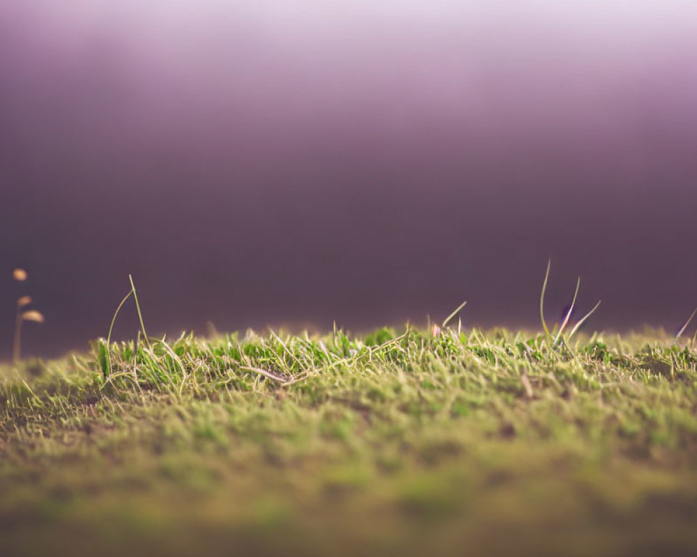 Detailed Close-Up of Grassy Surface with Blurred Background