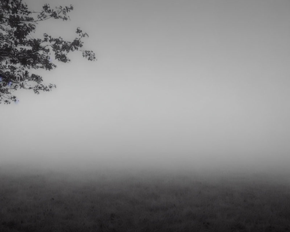 Foggy landscape with tree branches and dense mist