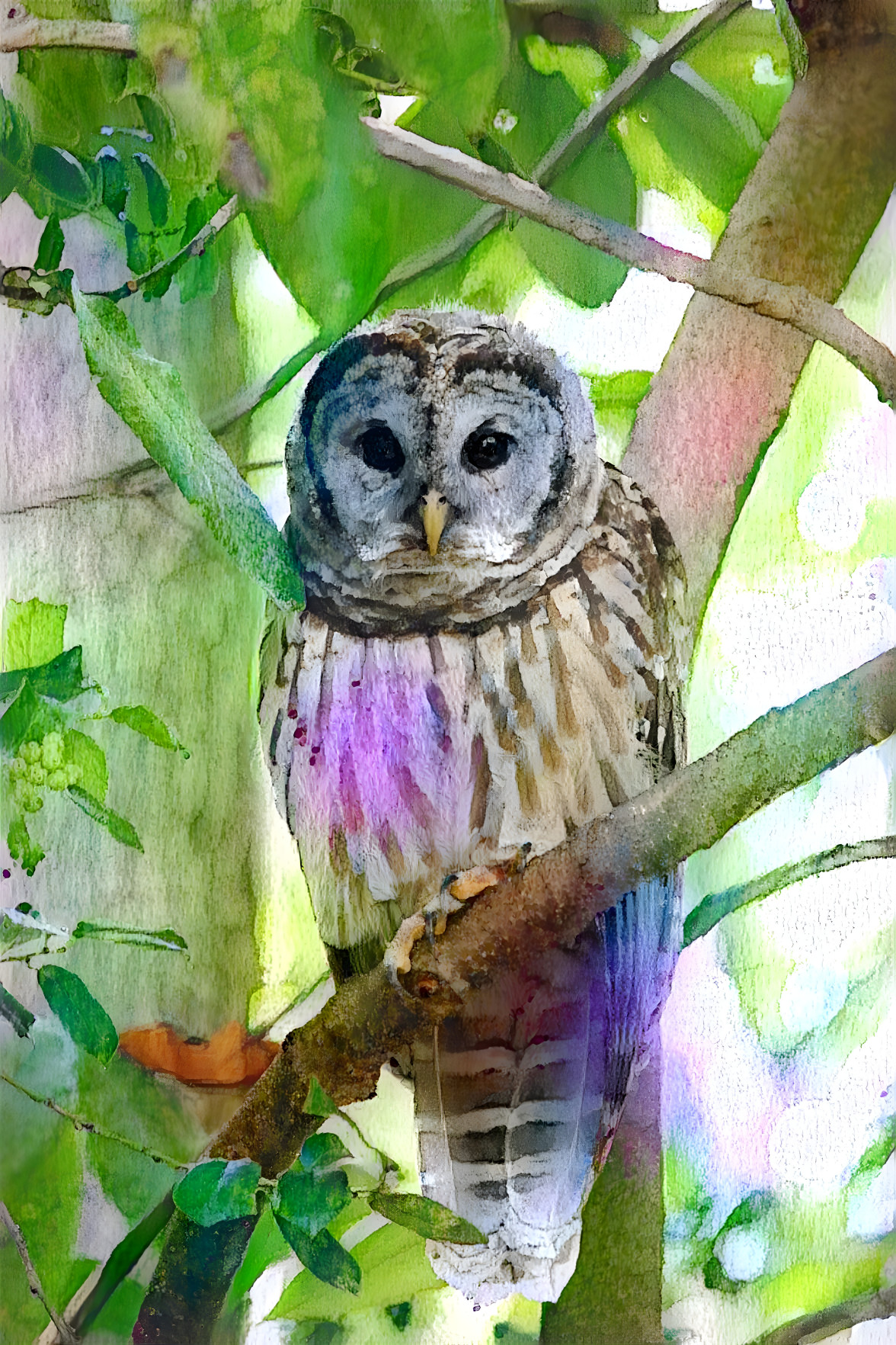 Barred owl in the woods