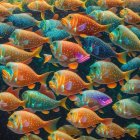 Colorful Illustration of Patterned Fish in Orange, Blue, and Yellow