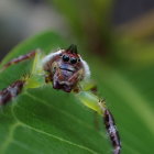 Colorful Jumping Spider in Mid-Air on Green Background